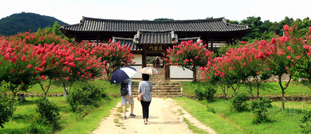 배롱나무 꽃이 붉게 흐드러진 길을 따라 병산서원으로 들어서는 관광객