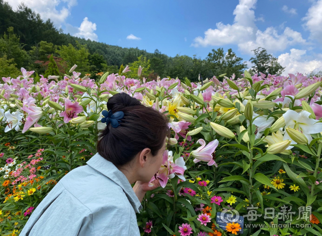 수목원이 백합꽃 향기로 물들었다. 마경대 기자