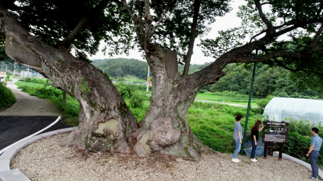 충북 영동군 학산면 박계리 마을에는 헝겊 걸어 독립군 살린을 