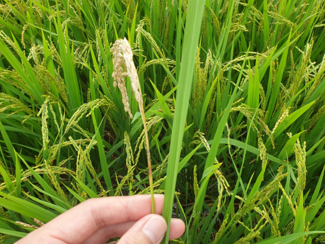 이삭도열병이 발생한 벼의 모습. 의성군 제공