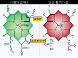 식물의 엽록소와 인간혈액의 헴