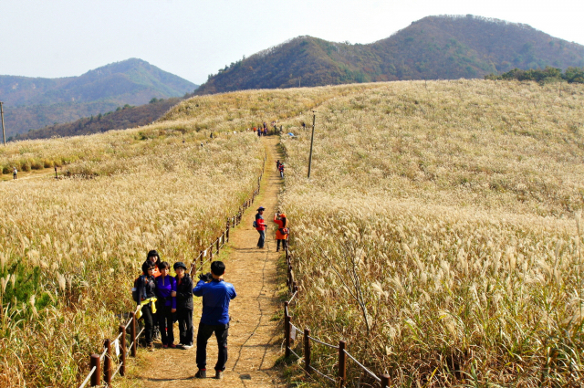 경주 동대봉산 무장봉을 찾은 등산객들이 억새 군락지를 배경으로 기념촬영을 하고 있다. 경주시 제공