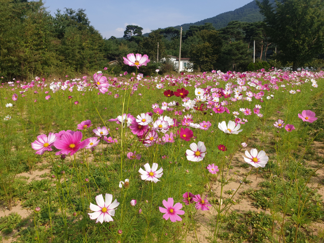 밀양시 산외면의 코스모스 단지 개화 광경. 밀양시 제공