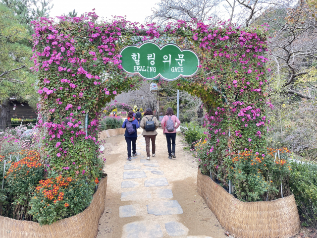 경북환경연수원이 3만여본의 국화로 조성한 탐방로 입구인 힐링의 문을 이달 1일부터 개방한다. 경북환경연수원 제공