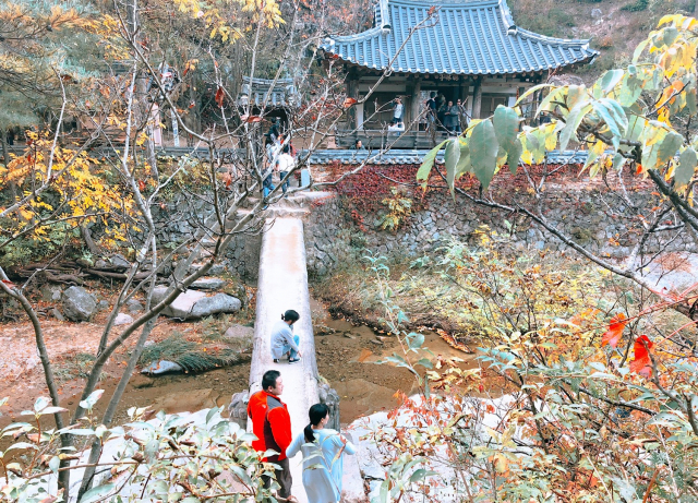 안동지역 곳곳이 가을색으로 물들어가고 있다. 단계적 일상회복의 시작으로 가을여행을 떠나는 이들에게 입소문으로 알려진 안동지역 단풍 명소의 참 모습을 소개한다. 사진은 만휴정 모습. 안동시 제공