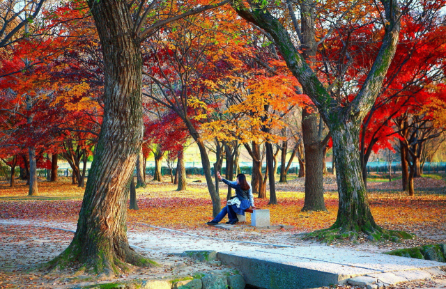 계림 전경. 경주시 제공