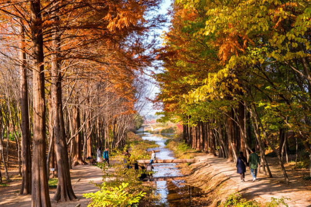 경상북도 산림환경연구원 산책길. 매일신문 DB