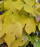 가을에 노랗게 물든 벽오동잎.