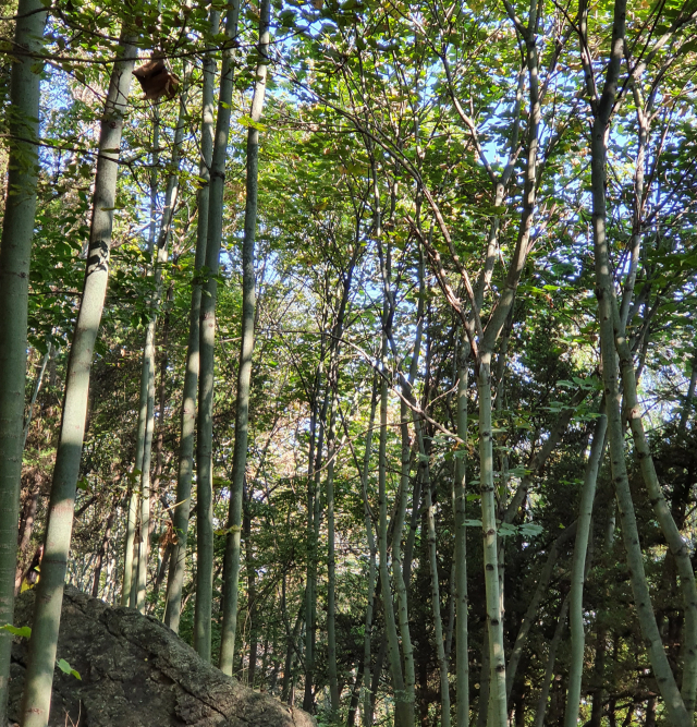 대구 앞산 고산골의 벽오동 군락. 수백 그루의 나무가 도열해 숲을 이루고 있다.