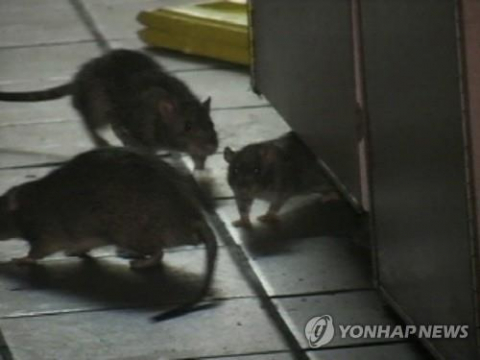 미국 뉴욕시 거리에 나타난 쥐들. AP연합뉴스