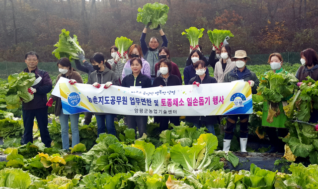 한국생활개선회 양평군연합회와 양평군 농업기술센터 직원들이 지평면 송현리 4천㎡ 규모의 밭에서 토종인 조선배추, 구억배추와 곡성무, 횡성밑갓 등 6천여 포기를 수확하고 있다.양평군 제공