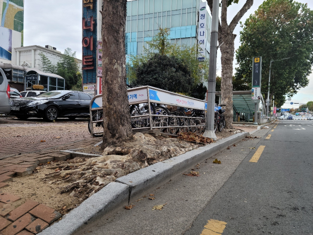 10일 오전 대구 달서구 반고개역 3번출구 앞 인도블럭이 가로수로 인해 들려있는 모습. 최혁규 기자