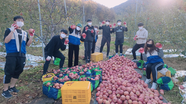 농협·계명대 카리타스봉사단 성주 수륜서 일손돕기. 농협 성주군지부 제공