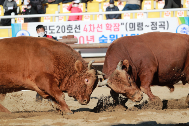 100년 전통의 의령전통소싸움대회에서 두 마리의 소가 머리를 부딪히고 있다. 의령군 제공