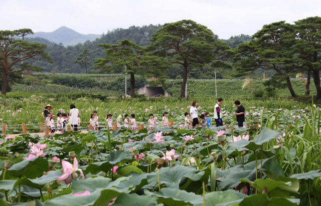 경북 영양군은 삼지리에 있던 원당지, 연지, 파대지를 하나의 수변공원으로 조성했다. 연못을 둘러보면서 연꽃 감상과 다양한 체험을 할 수 있다. 영양군 제공