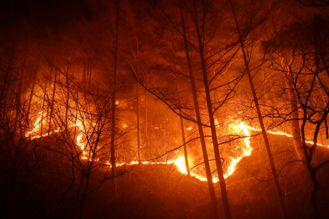 경북 울진군 북면 산불 발생 사흘째인 6일 수시로 바뀌는 풍향과 강풍 및 연무로 산불이 울진군 금강송면 소광리 금강소나무숲 인근까지 번지고 있다. 연합뉴스