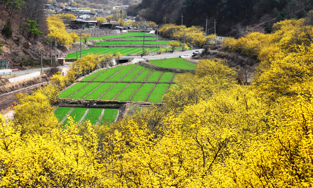 경북 의성군 사곡면 화전리 산수유마을 일대에 봄의 전령사인 산수유꽃이 활짝 펴 상춘객들의 발길을 사로잡고 있다. 의성군 제공