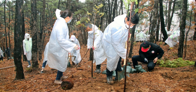 지난 19일 달서구 주민들은 와룡산 자락길 일원에서 편백나무 700그루를 심고 있다.