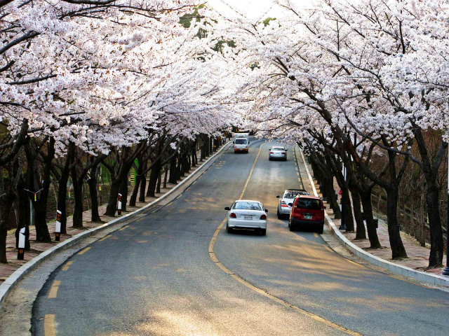 대구의 벚꽃 명소인 팔공산순환로의 모습. 대구시 제공