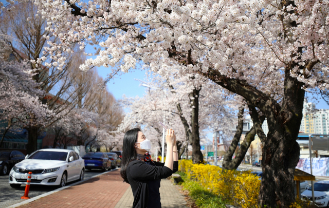 안동지역 곳곳에 벚꽃을 비롯해 봄꽃들이 피기시작하면서 봄맞이 상춘객들로 붐비고 있다. 사진은 올해 벚꽃축제가 취소된 강변 축제장 벚꽃길 모습. 안동시 제공