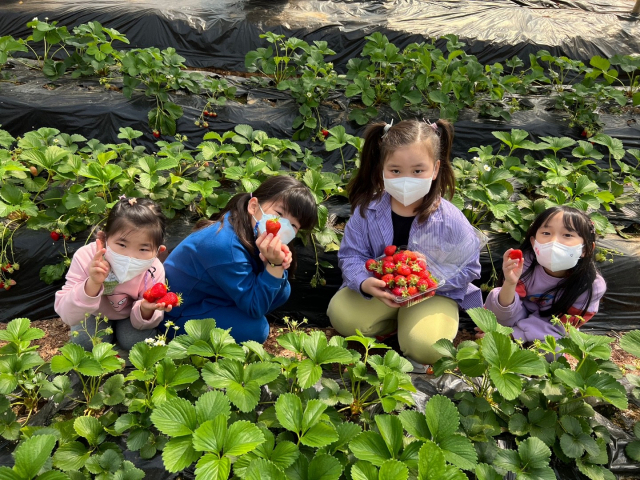 딸기 수확 체험. 매화초 제공