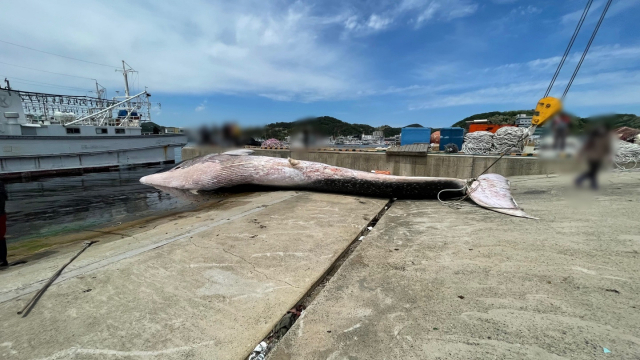 지난 9일 오후 포항시 남구 구룡포읍 하정리 앞바다에서 그물에 걸려 죽은 채 발견된 참고래를 해경이 조사하고 있다. 포항해양경찰서 제공.