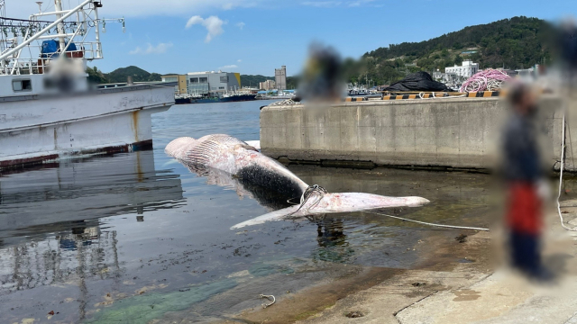 지난 9일 오후 포항시 남구 구룡포읍 하정리 앞바다에서 그물에 걸려 죽은 채 발견된 참고래를 해경이 조사하고 있다. 포항해양경찰서 제공.