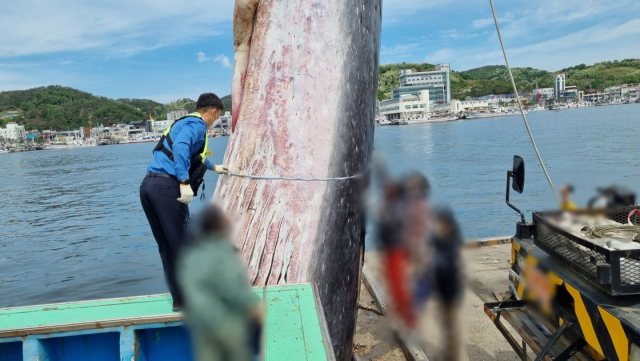 지난 9일 오후 포항시 남구 구룡포읍 하정리 앞바다에서 그물에 걸려 죽은 채 발견된 참고래를 해경이 조사하고 있다. 포항해양경찰서 제공.