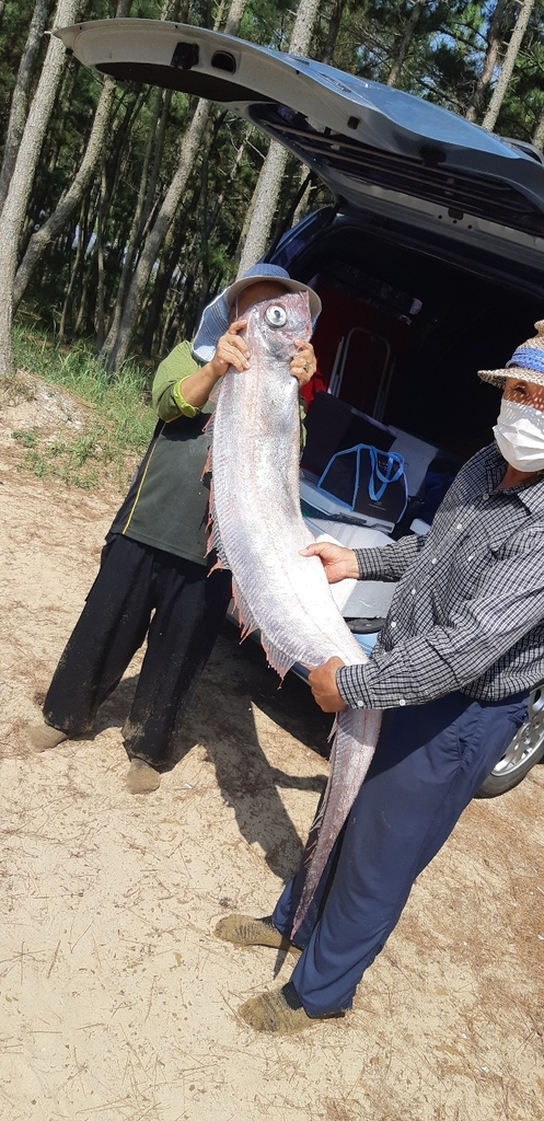 9일 오전 경북 포항에서 발견된 산갈치. 연합뉴스. 독자 제공