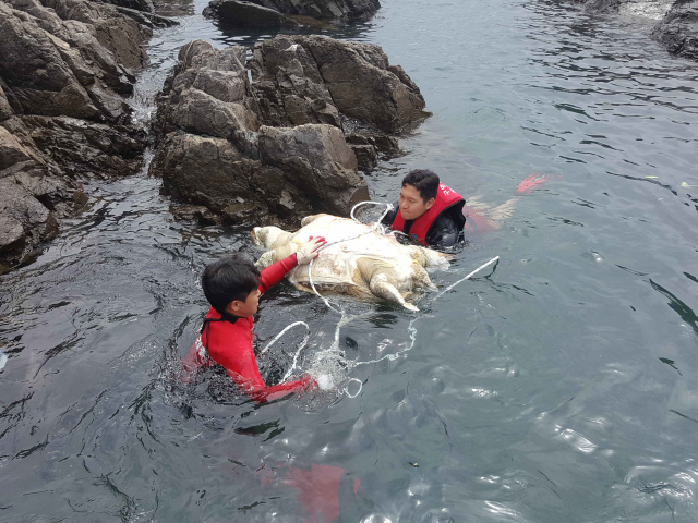 지난 24일 오전 경주시 감포 앞바다에서 발견된 붉은바다거북 사체를 해경이 수습하고 있다. 포항해양경찰서 제공.