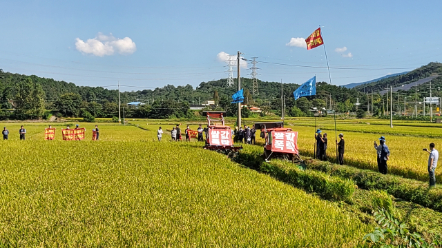 충남 보령시 주포면 한 쌀농사 논 모습. 기사 내용과는 무관함. 연합뉴스