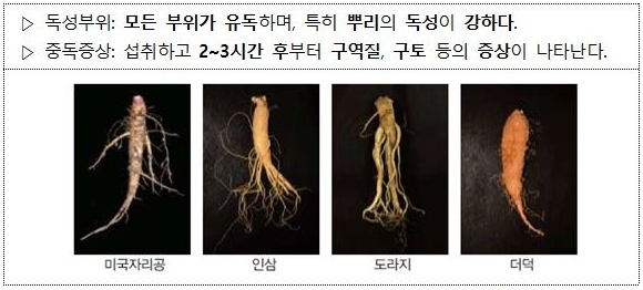 미국자리공과 인삼·도라지·더덕 구분. 국립수목원 제공