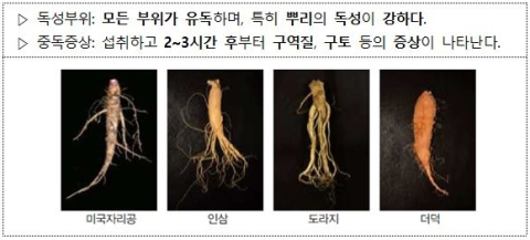 충북 증평 주민 9명 인삼 닮은 '미국자리공' 추정 독초 먹고 병원 치료