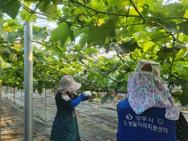 경북 상주시의 샤인머스캣을 재배하는 포도농가 모습. 경북도 제공