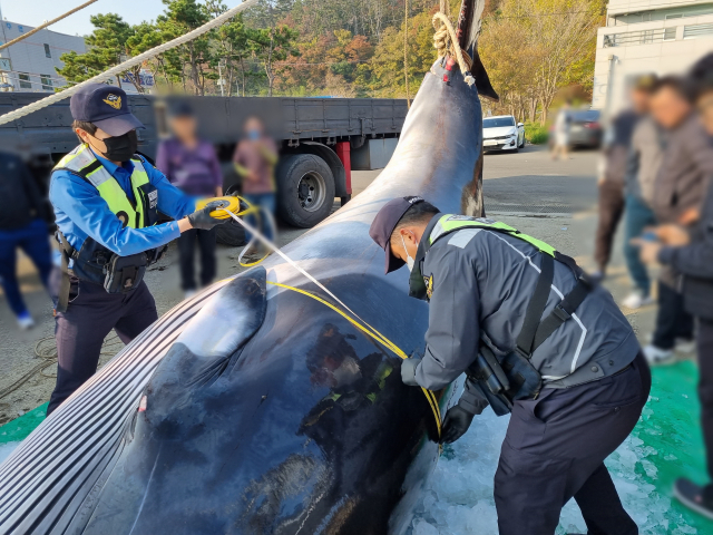 10일 오후 경주 앞바다에서 혼획된 밍크고래를 해양경찰관들이 살펴보고 있다. 포항해양경찰서 제공