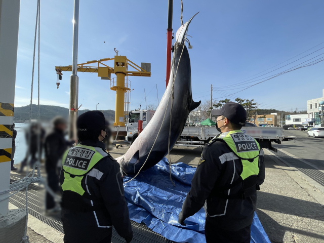 지난 4일 오전 포항시 남구 장기면 양포항 앞바다에서 그물에 걸려 죽은 채 발견된 밍크고래를 해양경찰관들이 조사하고 있다. 포항해양경찰서 제공.