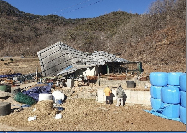 11시 30분쯤 문경시 가은읍 전곡리에 있는 김모(58)씨의 축사에 설치해 둔 철제 지붕이 강풍으로 전도 됐다. 졸지에 집을 잃은 소들을 주민들이 잠시 지켜보고 있다. 독자 제공