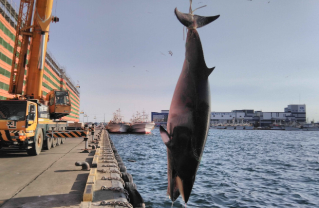 죽변 앞바다에서 혼획된 밍크고래. 울진해경 제공