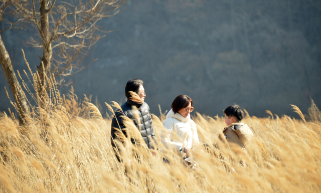 병산서원 갈대숲. 안동시 제공