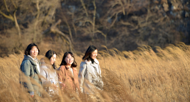 병산서원 갈대숲. 안동시 제공