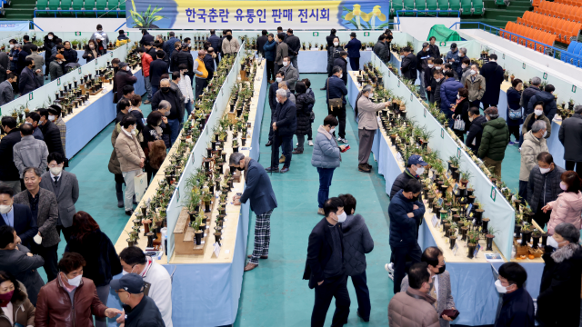 제4회 한국춘란무명품 전국대회 모습. 합천군 제공