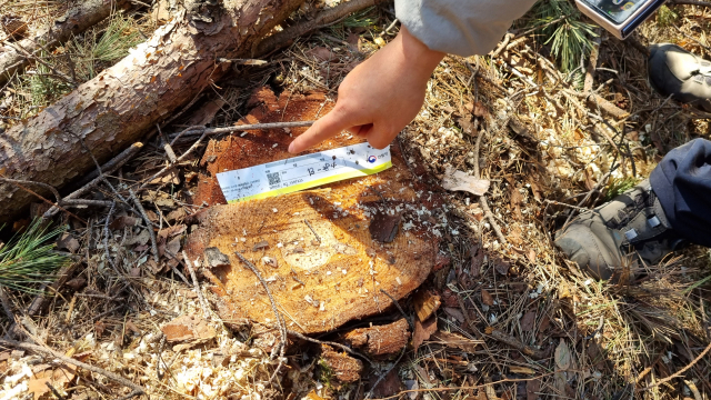 지난달 28일 오후 경북 포항 비학산 소나무 재선충병 벌목현장. 잘려나간 감염목에 QR코드를 포함한 밴드가 붙어 있다. 채원영 기자