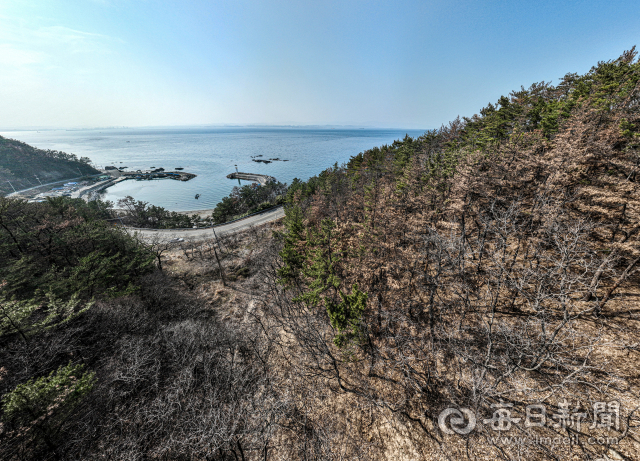 8일 경북 포항시 남구 호미곶면 일원의 소나무 숲에 재선충병이 확산돼 말라죽은 소나무가 늘어나고 있다. 안성완 기자 asw0727@imaeil.com