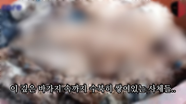 경기 양평군 자택에서 개 수백 마리를 굶겨 죽인 혐의를 받는 60대가 경찰 조사를 받고 있다. 사진은 마당에 쌓여 있는 개 사체. 연합뉴스