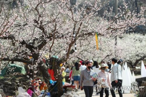 10일 개막한 광양매화축제에 몰린 관광객들. 광양시 제공