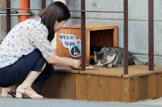 대구 달서구 두류동 주택가에 설치된 길고양이 급식소에서 한 자원봉사자가 길고양이에게 먹이를 주고 있다. 달서구청은 길고양이로 인한 쓰레기봉투 훼손, 울음소리 등 주민 불편을 줄이고 중성화 수술로 개체 수를 조절하기 위해 길고양이 급식소 3곳을 시범적으로 설치해 운영 중이다.매일신문 DB