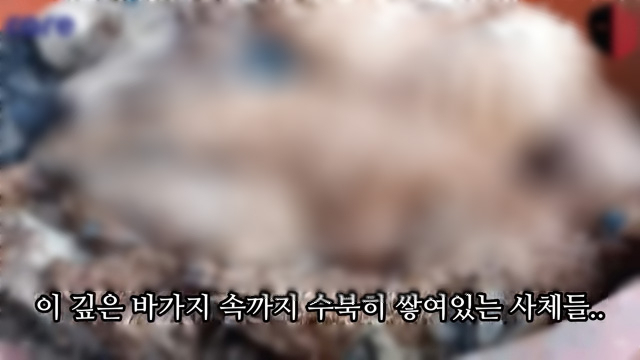 경기 양평군 자택에서 개 수백 마리를 굶겨 죽인 혐의를 받는 60대가 경찰 조사를 받고 있다. 사진은 마당에 쌓여 있는 개 사체. 연합뉴스