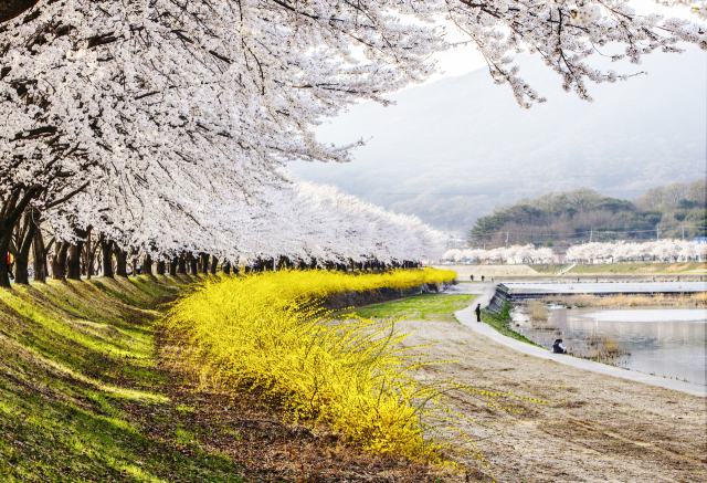 상주 북천변 모습. 상주시 제공