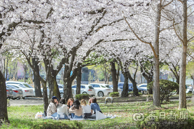 영남대 캠퍼스에서 학생들이 벚꽃 풍경을 즐기고 있다. 영남대 제공