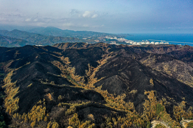 지난해 3월 15일 경북 울진군 북면에서 바라본 산불 피해지역의 모습. 울창한 산림이 모두 불타 앙상한 모습으로 변했다. 매일신문 DB